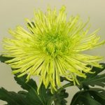 Tula Green chrysant